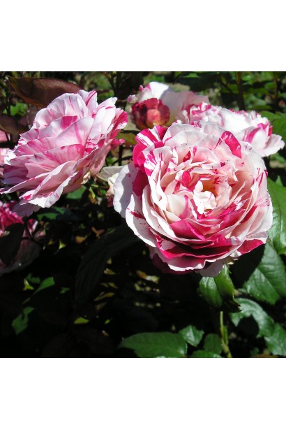 Роза флорибунда – волшебный оттенок лепестков.